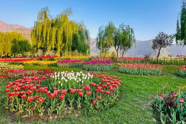 Kashmir Tulip Tour package